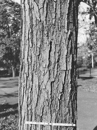 Sugar Maple Trunk