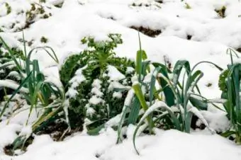 На някои зимни места могат да се отглеждат студени, обилни зеленчуци