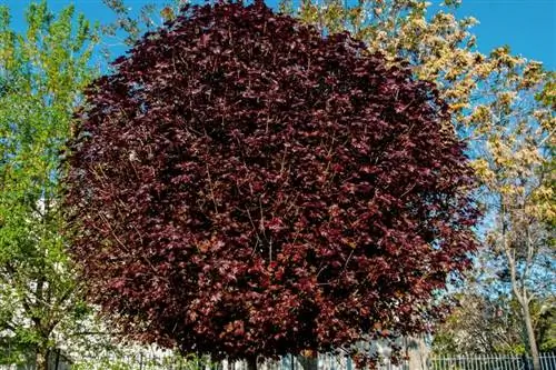 A Crimson King Maple Fák színes lombozatot biztosítanak
