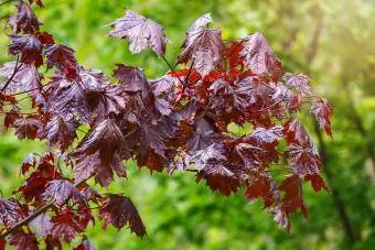 Vetva stromu s tmavočervenými listami, Acer platanoides, javor nórsky Crimson King