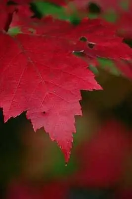 Červený javorový list
