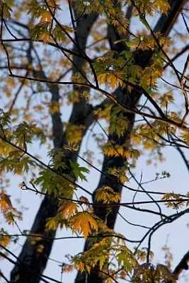 Silver Maple Tree