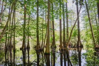 Park Stanowy Trap Pond