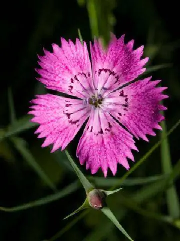 Odla och odla rosa (Dianthusblommor)