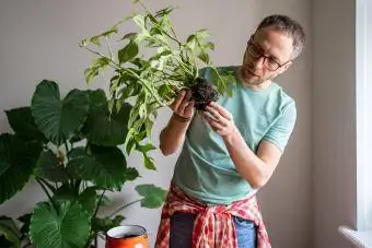 Soustředěný muž zahradník zkoumá kořeny Monstery