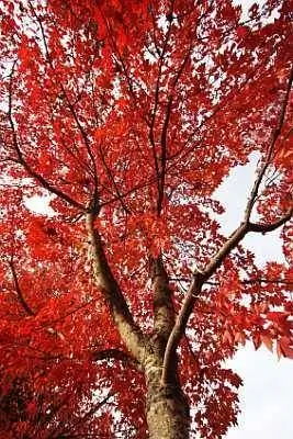 Árbol híbrido de arce otoñal Blaze