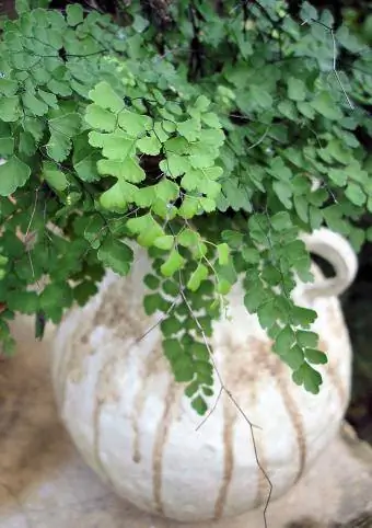 potted maidenhair fern