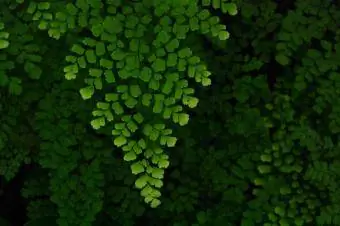 maidenhair fern sa lilim