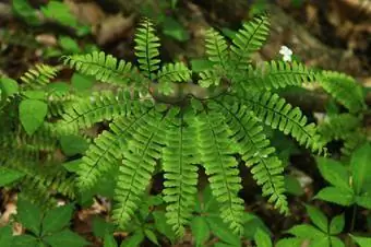 گونه شمالی Maidenhair