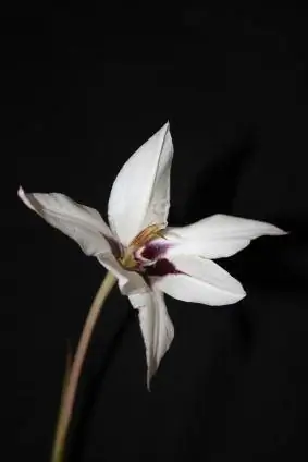 Páva orchideák