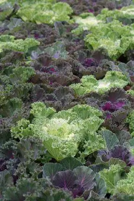8 mrazuvzdorných druhov zeleniny