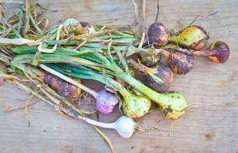 Mladá cibuľa a cesnak Cibuľky cesnaku