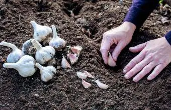 knoflookteentjes planten