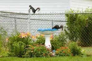 Come tenere gli scoiattoli fuori dal giardino