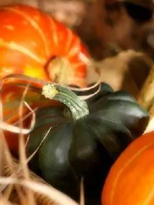 Menanam Acorn Squash