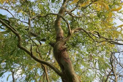 Pohon Willow Pembuka Botol