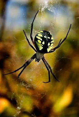 Желтый садовый паук