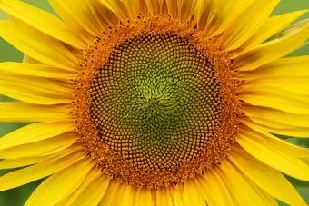 Mga detalye ng sunflower