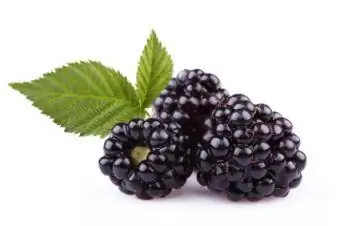 blackberry sa puting background