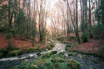 Drevesa in potok v gozdu