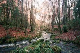 Árboles y arroyo en el bosque.