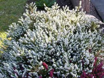 erica groundcover