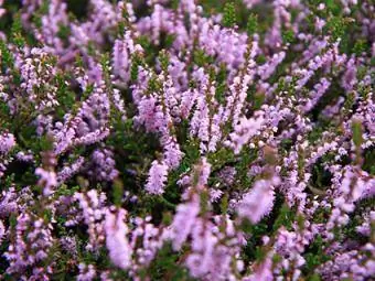 fleurs d'érica