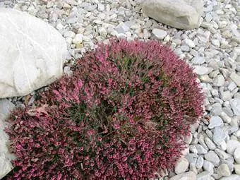 bruyère dans un jardin de rocaille