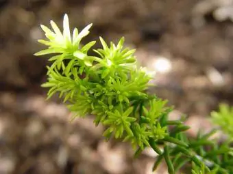 Gjilpëra Heath