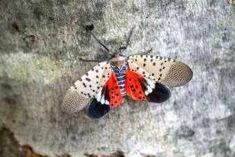 Lanternfly sull'albero di acero