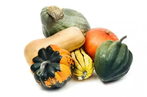 Winter Squash Identification