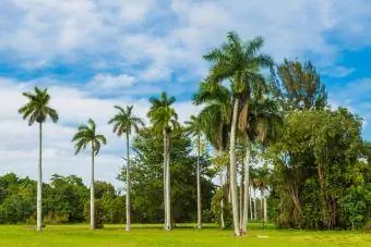 Florida-palmen