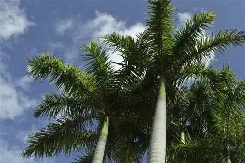 Kongelige palmetrær