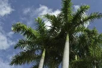 Koninklijke palmbomen