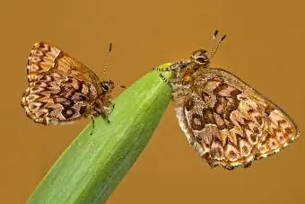 Motyl elficki z sosny zachodniej