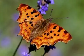 Papillon virgule eurasien en quête de nourriture