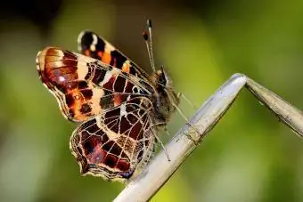 Butterfly xaritasi