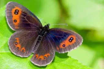 Piedmont Ringlet butterfly