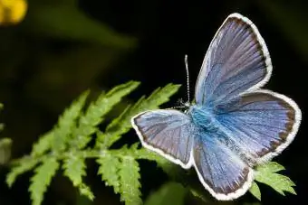 Nördlicher Blauer Schmetterling