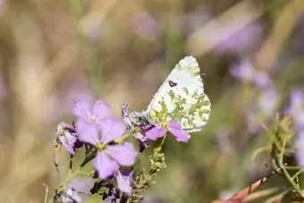 Mariposa ala de mármol cremosa