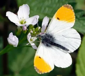 Falcate Orangetip butterfly