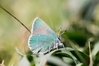 Прибрежная зеленая бабочка с полосками волос