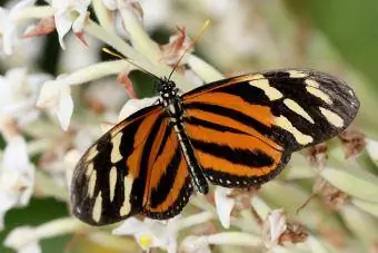 Isabella Tiger Uzunkanatlı kelebek