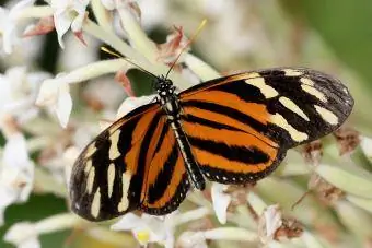 Isabella Tiger Longwing kəpənək