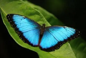 Papallona Morpho blava