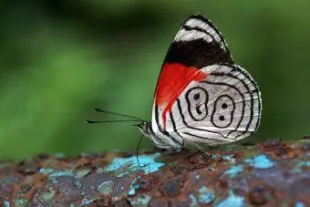 88 Farfalla