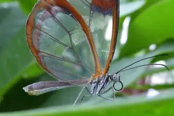 Glasswing sommerfugl