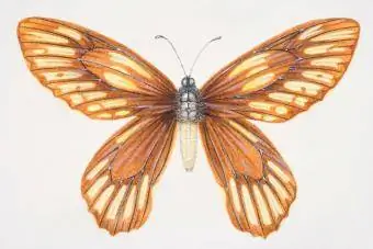 Vtáčí motýľ kráľovnej Alexandry