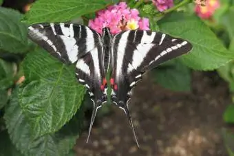 Zebra Swallowtail ቢራቢሮ