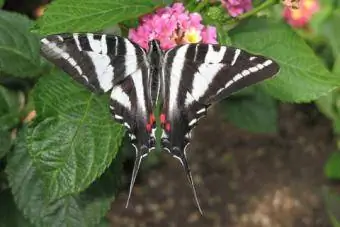 Zebra Kırlangıçkuyruk Kelebeği